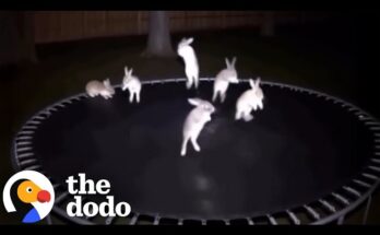 Animals jumping